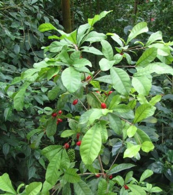 Synsepalum-dulciferum-kl.jpg