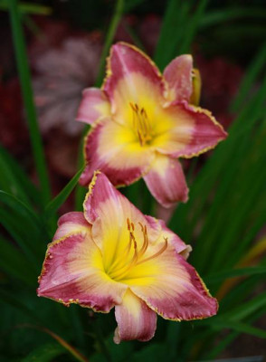 berleyer_hofdame14-1.jpg