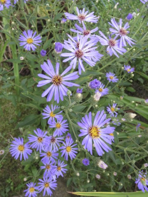Aster_welche_12402.jpg