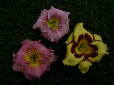 P1020870.JPG