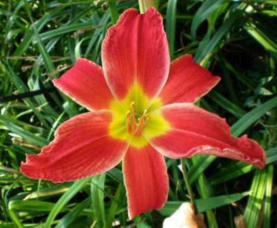 Juris_Roter_Hahn_2014_em.jpg