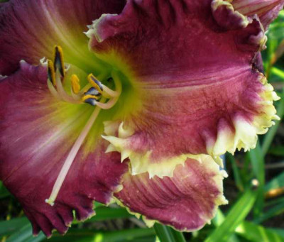 Spacecoast_Sharp_Tooth_2014_detail_em.jpg