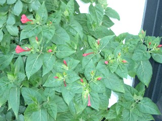mirabilis_multiflora_rosa.jpg