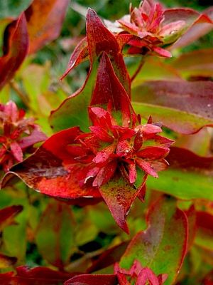 Abelia_mosanensis_klein.jpg