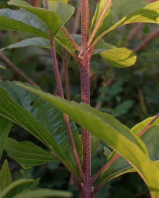 2005-07-20_callicarpa_dichotoma.jpg