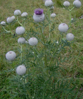 Distel-spitzingsee.jpg