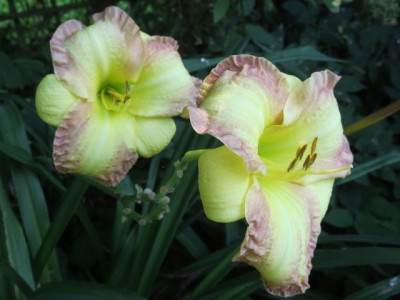 Angel_Unawares_1302.jpg