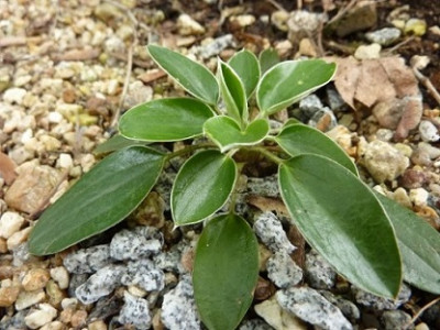 P.integrifolia.jpg