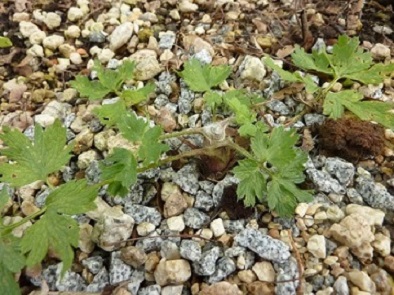 P.tatewakii.jpg