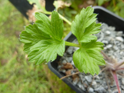 P.tatewakii_Blatt.jpg