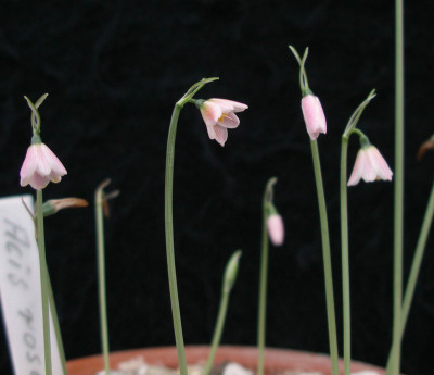 comp_Acis_rosea_01.08.14.jpg