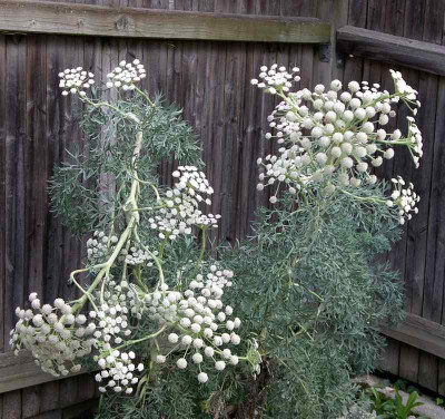 comp_Seseli_gummiferum_01.08.14.jpg