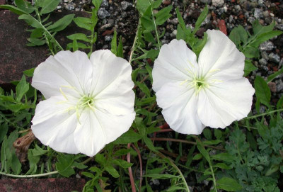 comp_Oenothera_caespitosa_01.08.14_1.jpg