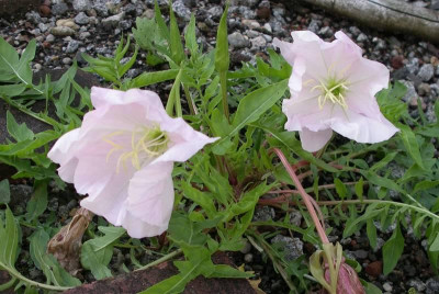 comp_Oenothera_caespitosa_01.08.14_2.jpg