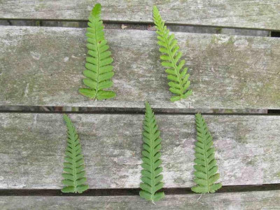 Dryopteris_filix-mas_1024x768.jpg