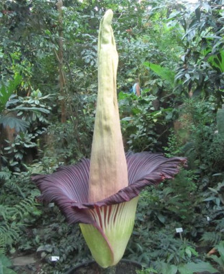 A.titanum-ax2.jpg