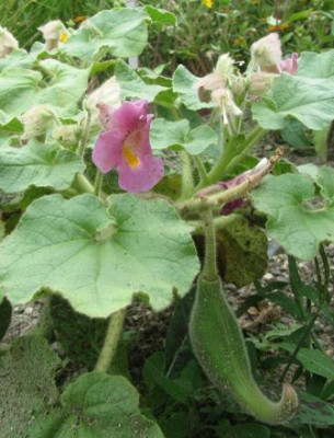 proboscidea-fragrans-kl.jpg