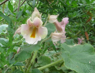 Proboscidea-luisianica-kl.jpg