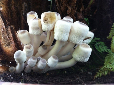 Pilz_Baumfrn_1.jpg