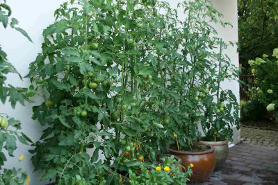 Tomaten8914.jpg