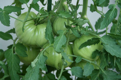 Tomaten9114.jpg
