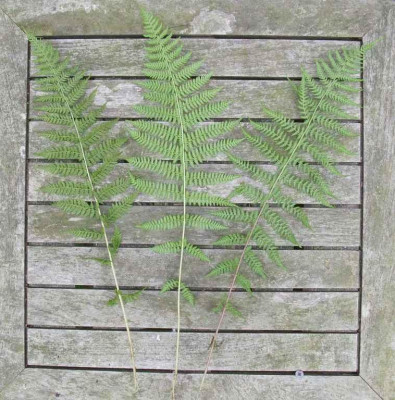Athyrium_1_1024x768.jpg