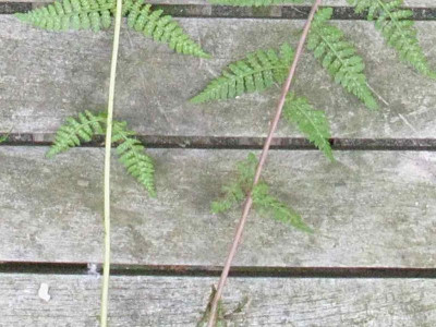 Athyrium_3_1024x768.jpg