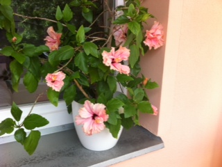 Hibisxxx.jpg