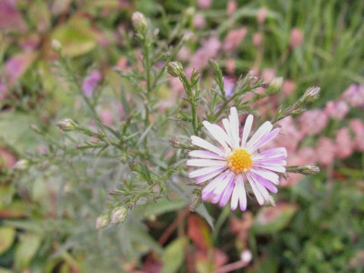 Aster_No_4_1024x768.jpg