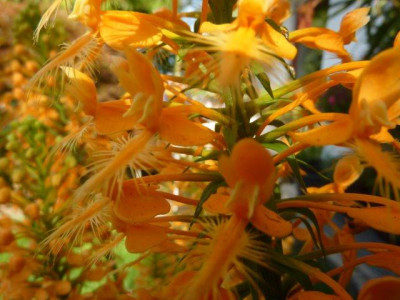 Platanthera_ciliaris.jpg