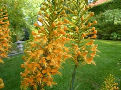 P.ciliaris_28.07.2014.jpg