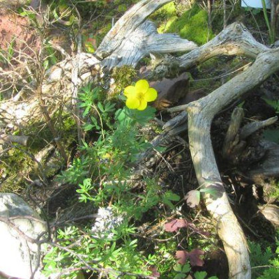 potentilla-ax3.jpg