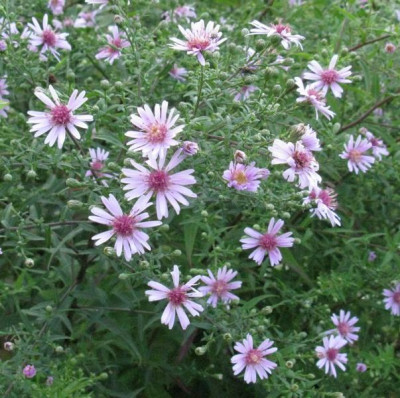 Aster_Coombe_Fishacre_nah_Kopie.jpg