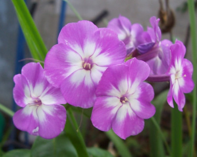 Aug_008_Phlox_violett-wei.jpg