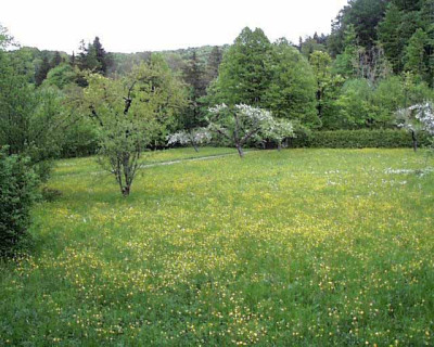 fruehling.jpg