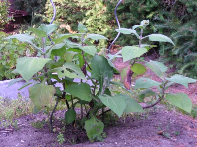 Yacon_20140804__kl.jpg