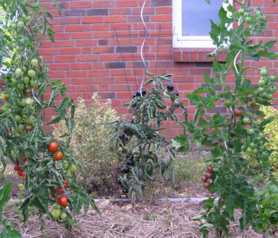 Tomaten20140804_kl.jpg