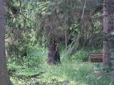 waldblick.jpg