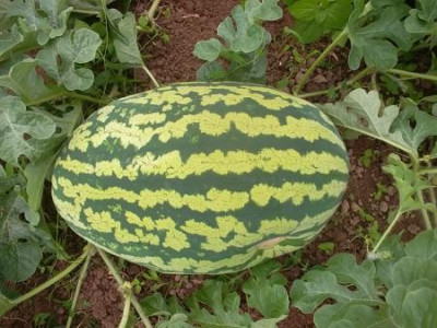 Riesenmelone.jpg