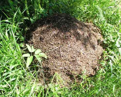 waldbewohner1.jpg