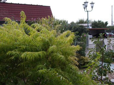P8200004.jpg