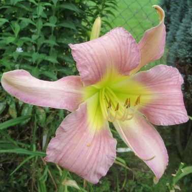 GT10-GA5d_1339.jpg