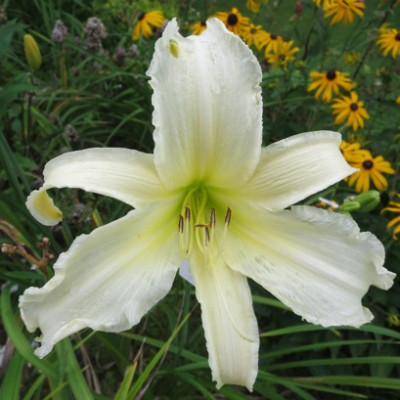 GT11-GA32d_1331.jpg