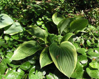 hosta-erdbeeren.jpg
