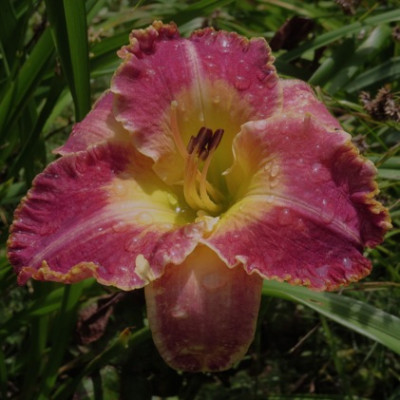 Idas_Magic_1356.jpg
