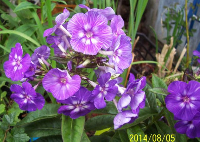Aug_030_AdessaSpecial_Purple_Star.jpg