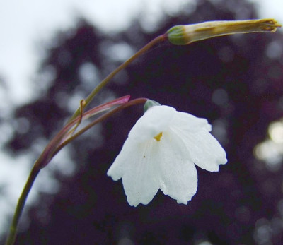 DSCF0257_nn.JPG