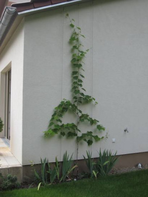 WeinSenkrecht.jpg