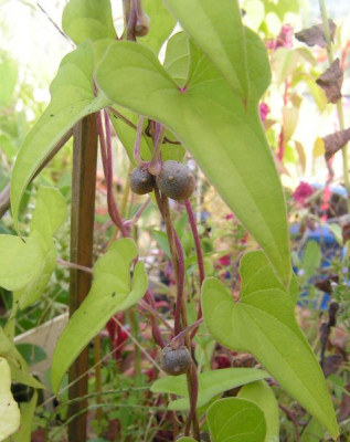 Dioscorea_japonica.r.jpg
