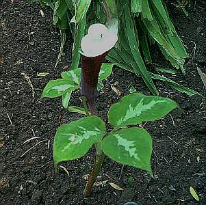 Arisaema_Schmiemanns_Garten.jpg